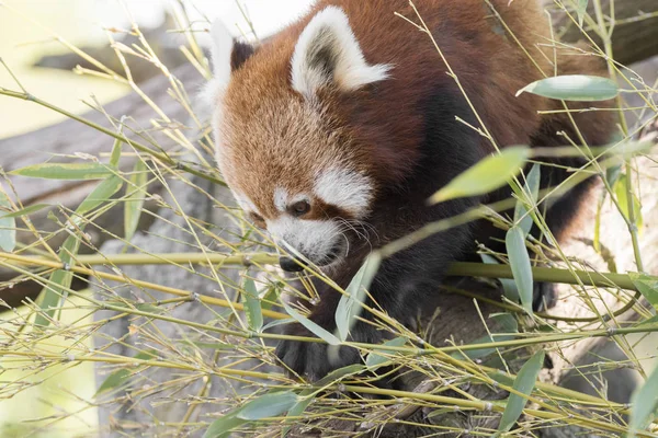 Panda Vermelho Uma Árvore Enquanto Descansa — Fotografia de Stock