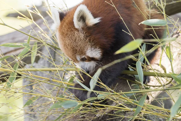 Dinlenirken Bir Ağaç Üzerinde Kırmızı Panda — Stok fotoğraf