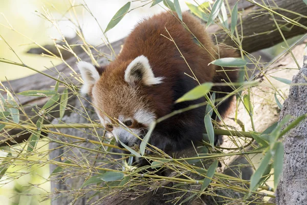 Красная Панда Дереве Время Отдыха — стоковое фото
