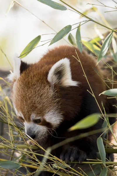 Red Panda Tree While Resting — Stock Photo, Image