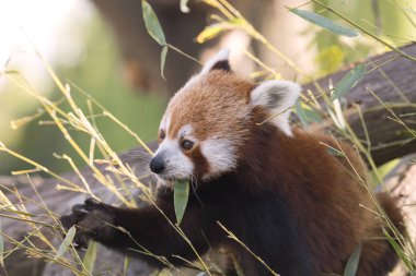 dinlenirken bir ağaç üzerinde kırmızı panda