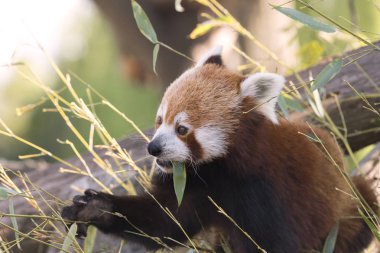 dinlenirken bir ağaç üzerinde kırmızı panda