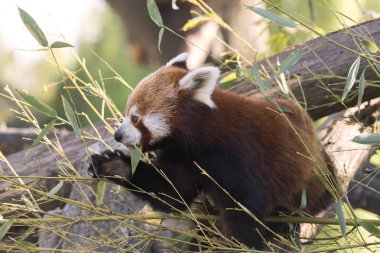 dinlenirken bir ağaç üzerinde kırmızı panda