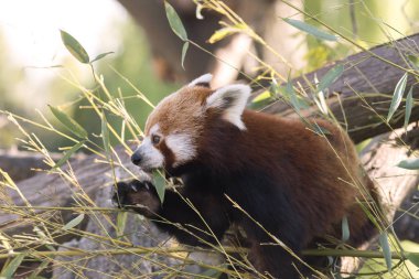 dinlenirken bir ağaç üzerinde kırmızı panda