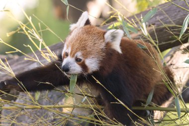 dinlenirken bir ağaç üzerinde kırmızı panda