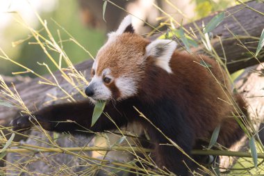 dinlenirken bir ağaç üzerinde kırmızı panda