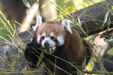 dinlenirken bir ağaç üzerinde kırmızı panda