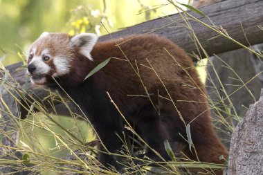 dinlenirken bir ağaç üzerinde kırmızı panda