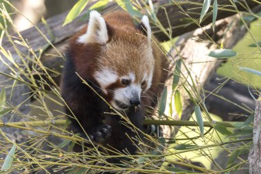 dinlenirken bir ağaç üzerinde kırmızı panda