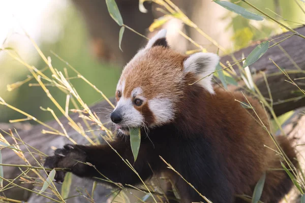 Dinlenirken Bir Ağaç Üzerinde Kırmızı Panda — Stok fotoğraf