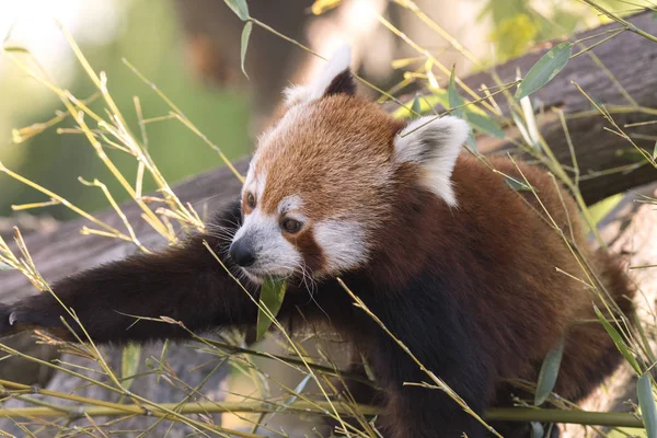 dinlenirken bir ağaç üzerinde kırmızı panda
