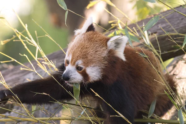 dinlenirken bir ağaç üzerinde kırmızı panda