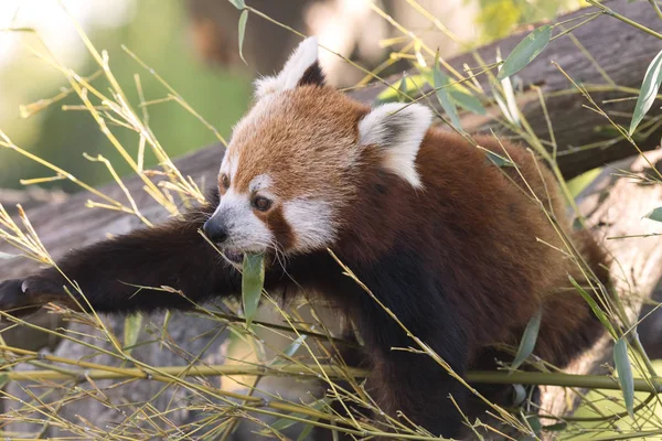 dinlenirken bir ağaç üzerinde kırmızı panda