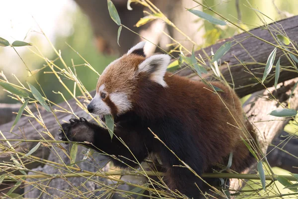 Panda Rouge Sur Arbre Tout Reposant — Photo