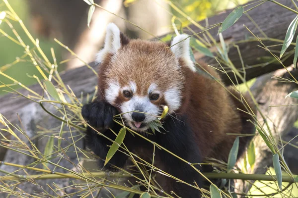 Dinlenirken Bir Ağaç Üzerinde Kırmızı Panda — Stok fotoğraf