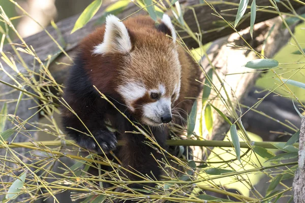 Dinlenirken Bir Ağaç Üzerinde Kırmızı Panda — Stok fotoğraf