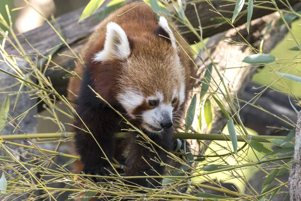 Dinlenirken Bir Ağaç Üzerinde Kırmızı Panda — Stok fotoğraf