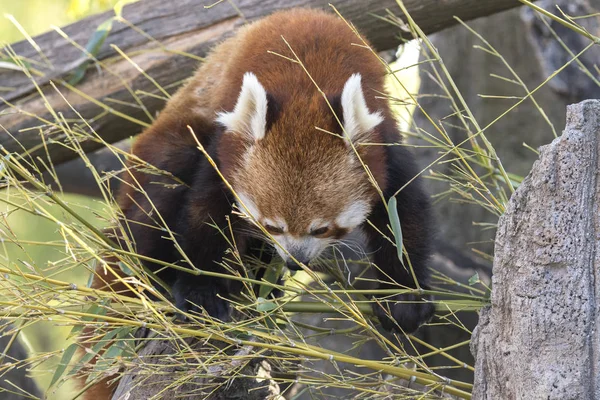 Dinlenirken Bir Ağaç Üzerinde Kırmızı Panda — Stok fotoğraf