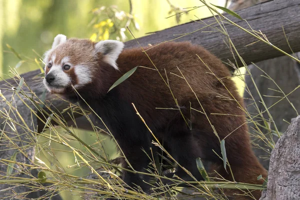 Dinlenirken Bir Ağaç Üzerinde Kırmızı Panda — Stok fotoğraf