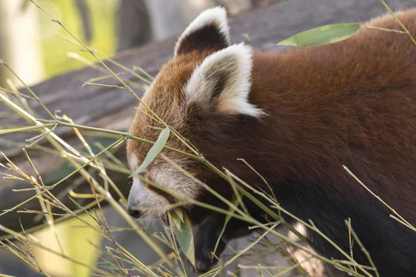 Panda Rosso Albero Mentre Riposa — Foto Stock