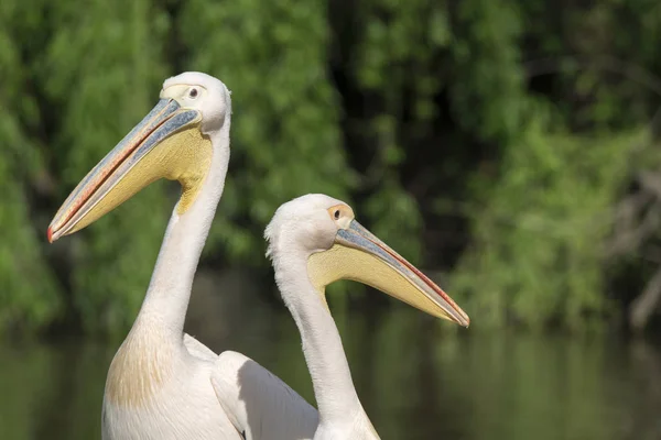 Närbild Vit Pelikan Italien — Stockfoto