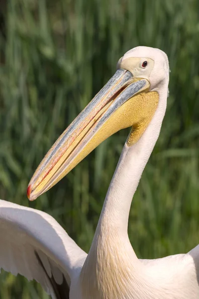 Close Pelicano Branco Itália — Fotografia de Stock