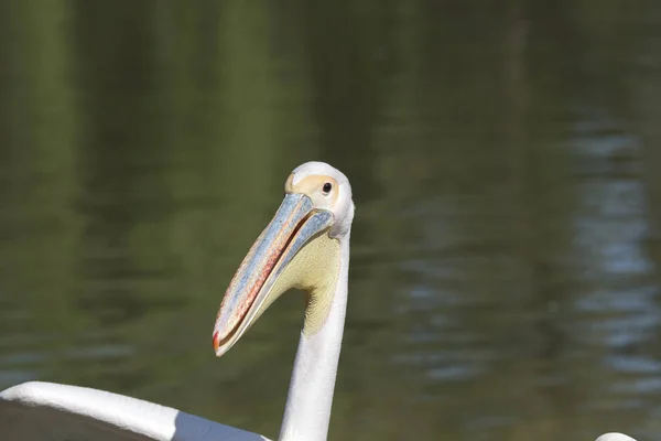 Nahaufnahme Eines Weißen Pelikans Italien — Stockfoto