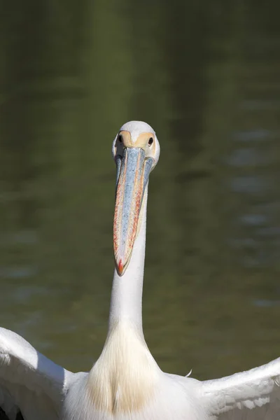 Närbild Vit Pelikan Italien — Stockfoto