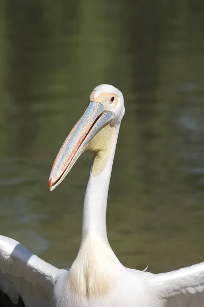 Närbild Vit Pelikan Italien — Stockfoto