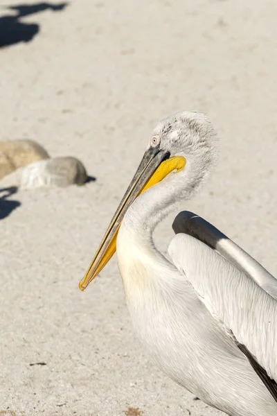 Close White Pelican Italy — Stock Photo, Image