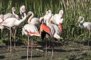 Flamingo su üzerinde bir pençe üzerinde istirahat