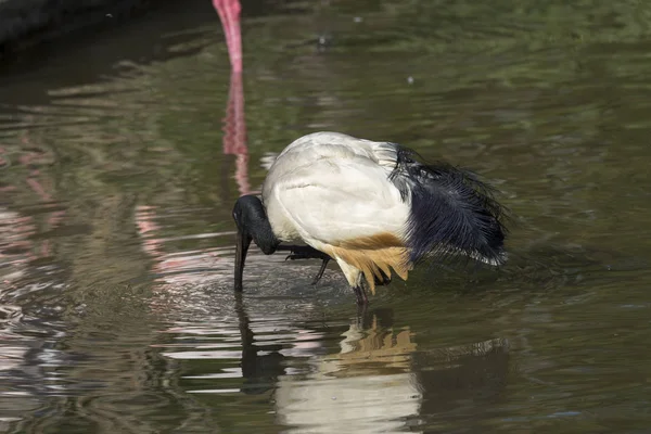 Flamingo Descansando Sobre Uma Pata Água — Fotografia de Stock