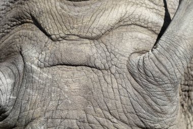 bir gergedan vücut parçalarının ayrıntıları