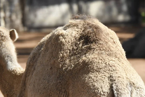Detalhes Camelo Deserto — Fotografia de Stock