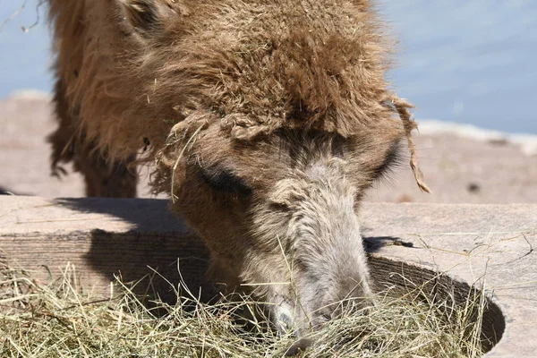 Detalhes Camelo Deserto — Fotografia de Stock