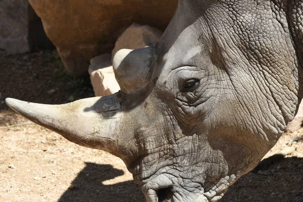 코뿔소의 부위의 — 스톡 사진
