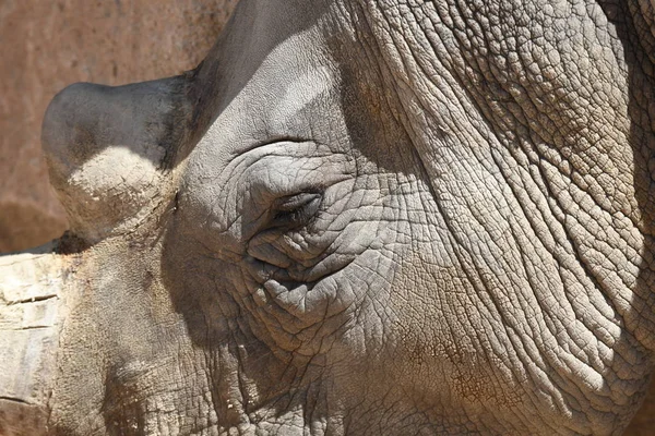 details of the parts of the body of a rhinoceros