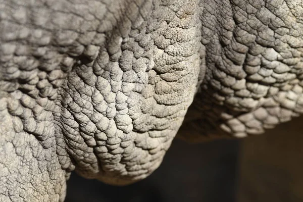 Details Der Körperteile Eines Nashorns — Stockfoto