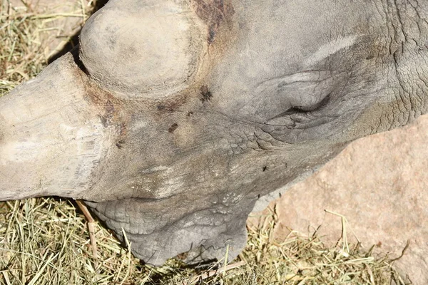 Detaljer Delar Kroppen Noshörning — Stockfoto