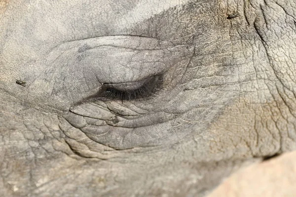 Detalhes Das Partes Corpo Rinoceronte — Fotografia de Stock