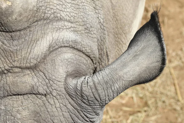 Details Der Körperteile Eines Nashorns — Stockfoto