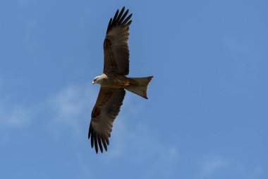 bir gösteri sırasında uçuş siyah uçurtma