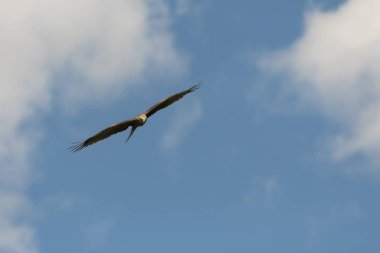 bir gösteri sırasında uçuş siyah uçurtma