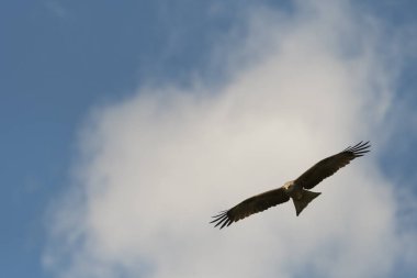 bir gösteri sırasında uçuş siyah uçurtma