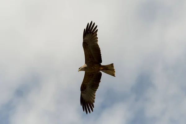 Schwarzdrachen Flug Während Einer Show — Stockfoto