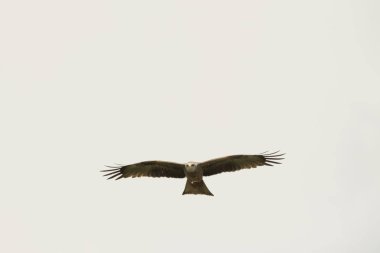 bir gösteri sırasında uçuş siyah uçurtma