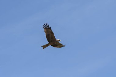 bir gösteri sırasında uçuş siyah uçurtma