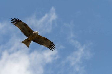 bir gösteri sırasında uçuş siyah uçurtma