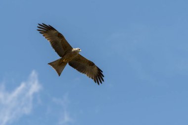 bir gösteri sırasında uçuş siyah uçurtma