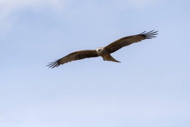 bir gösteri sırasında uçuş siyah uçurtma